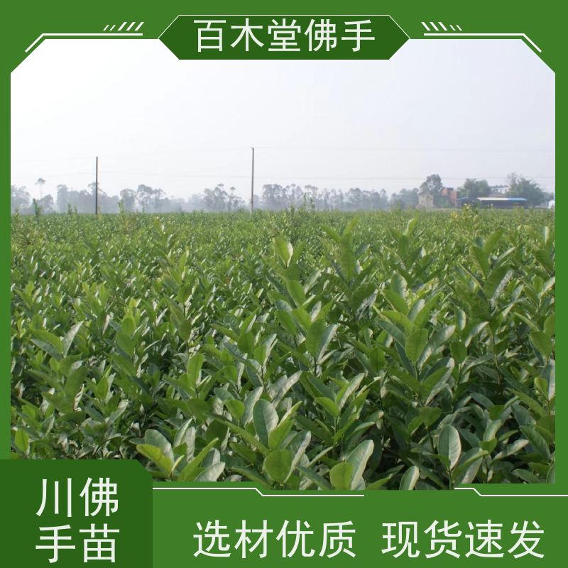 百木堂 广 东佛手苗 观赏植物 附加值高 种苗基地直供