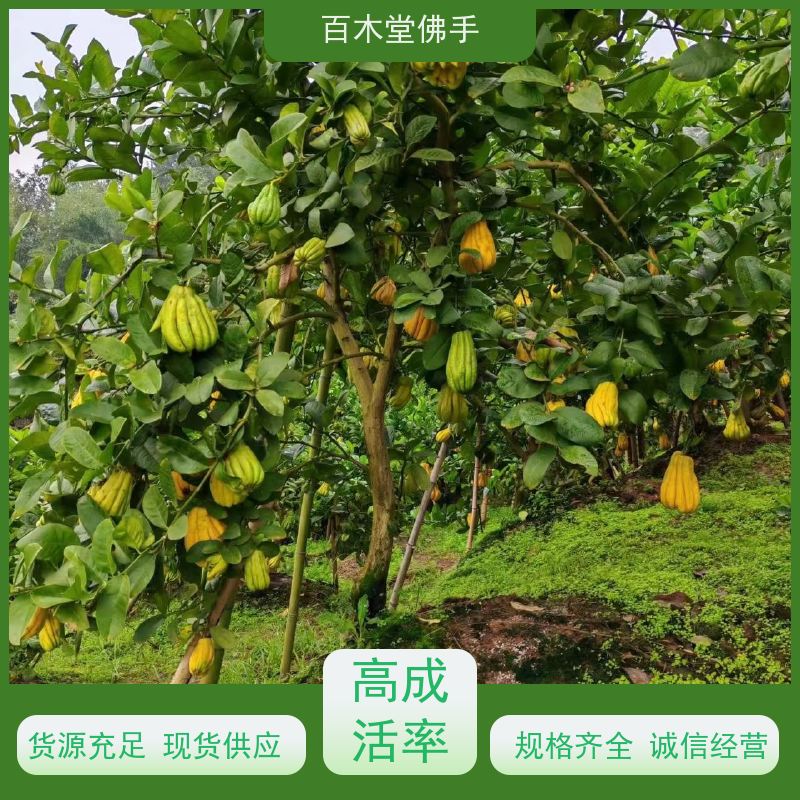 百木堂 玉 林佛手苗 高成活率 较耐干旱 城市景观绿化树 