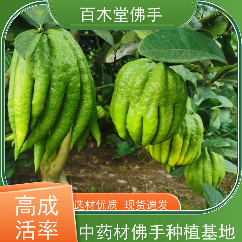 百木堂 良 种佛手苗 产量高 用途广泛 城市景观绿化树 