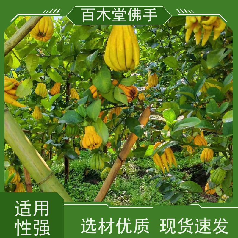 百木堂 肇 庆佛手苗 产量高 用途广泛 道路绿化行道苗