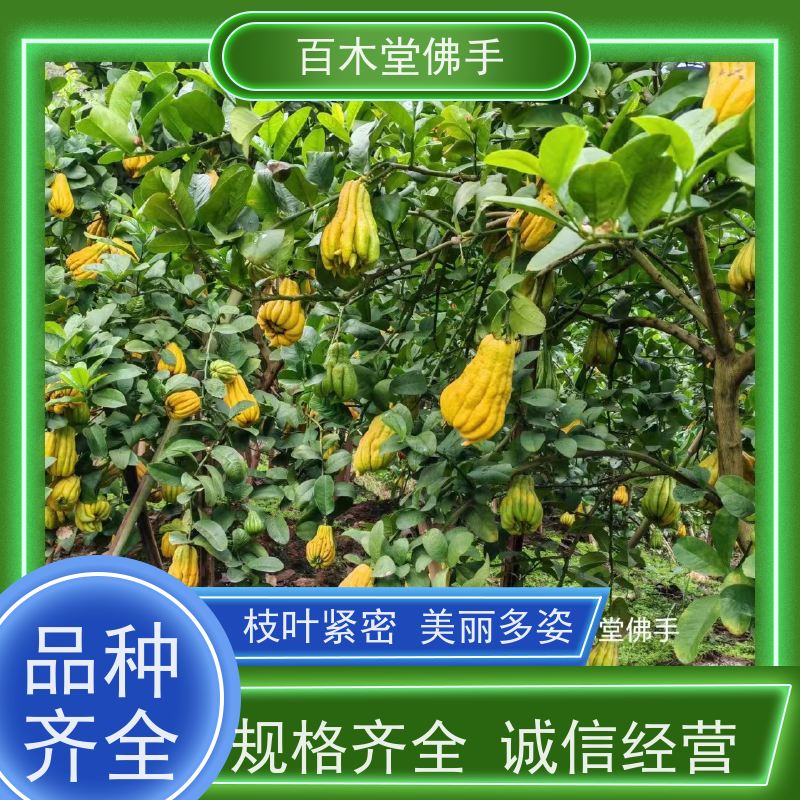百木堂 万 源佛手苗 适用性强 规格齐全 城市景观绿化树 