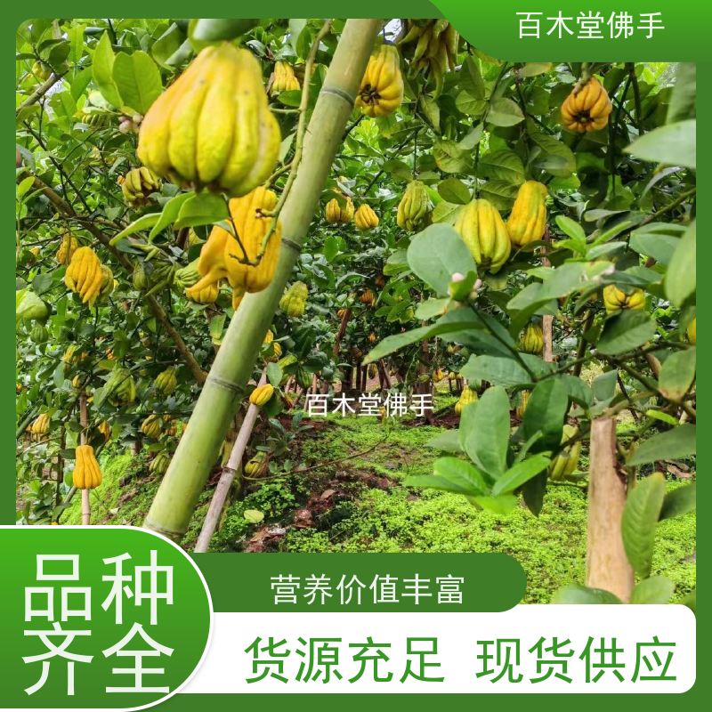 百木堂 广佛手苗 枝叶紧密 美丽多姿 种苗基地直供