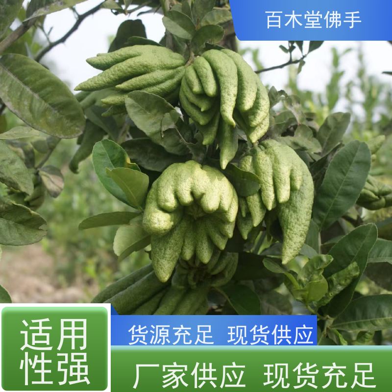 百木堂 梧 州佛手苗 造型优美 易成活 城市景观绿化树 