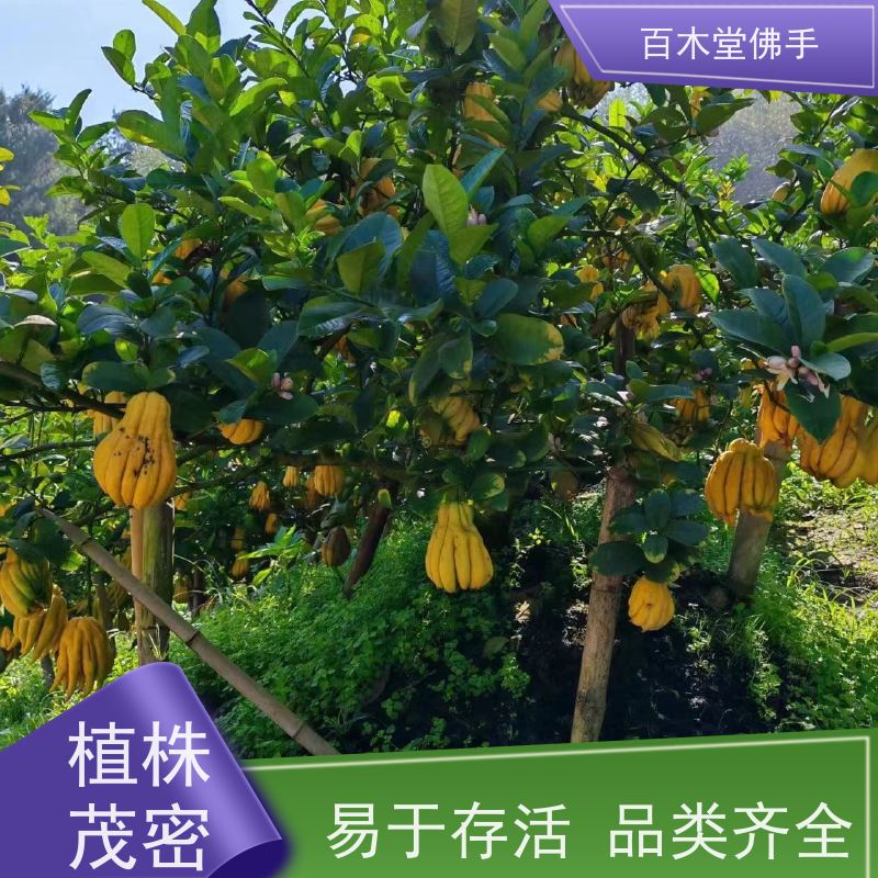 百木堂 川佛手苗 植株茂密 生长迅速 中药材种植基地 