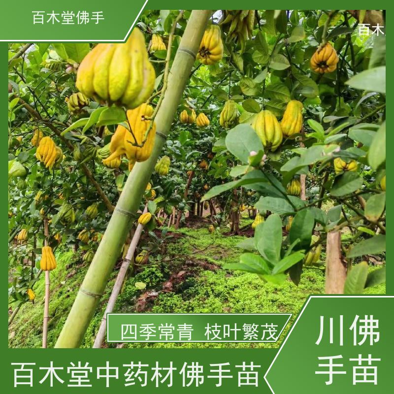 百木堂 佛手柑 枝叶紧密 美丽多姿 种苗基地直供