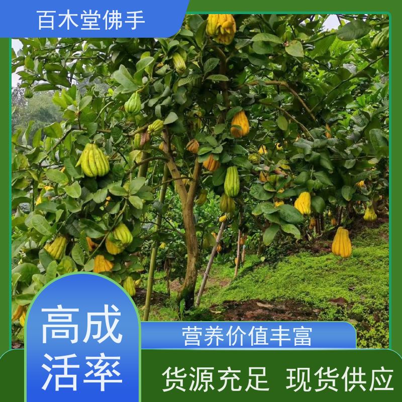百木堂 福 建佛手苗 枝叶紧密 美丽多姿 园林景区栽植