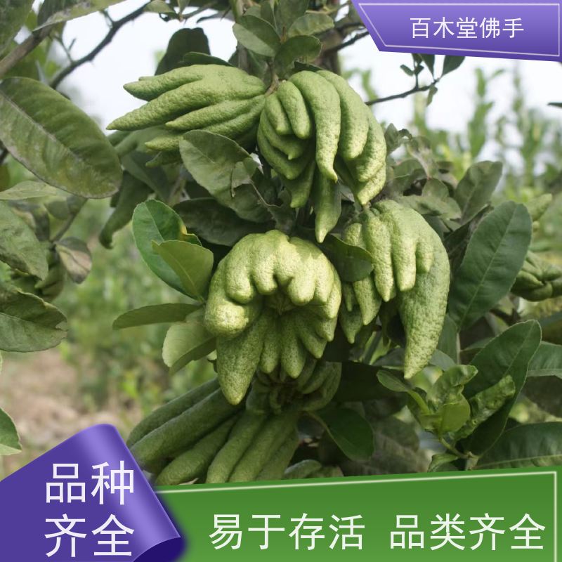 百木堂 佛手柑苗 植株茂密 生长迅速 中药材种植基地 