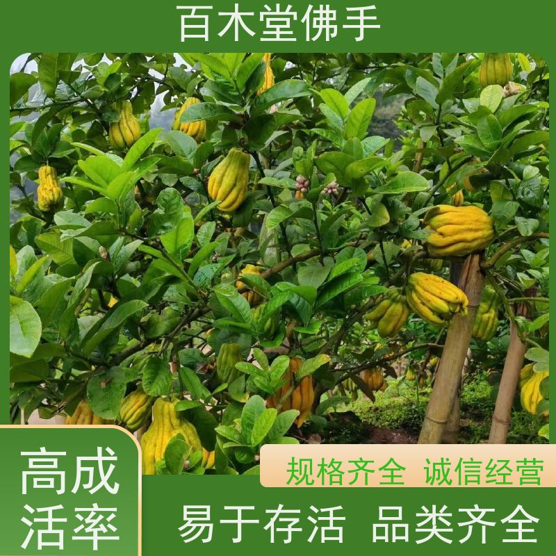 百木堂 江 安佛手苗 观赏植物 附加值高 中药材种植基地 