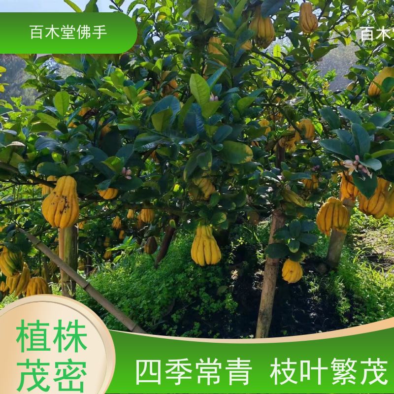 百木堂 广 西佛手苗 植株茂密 生长迅速 中药材种植基地 