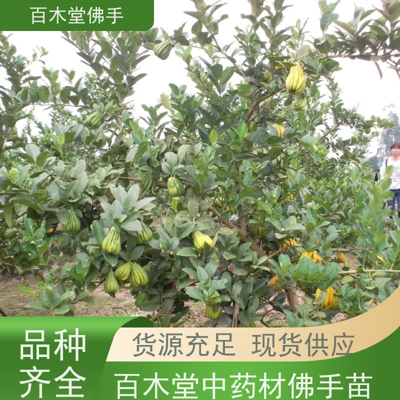 百木堂 广 西佛手苗 高成活率 较耐干旱 园林景区栽植