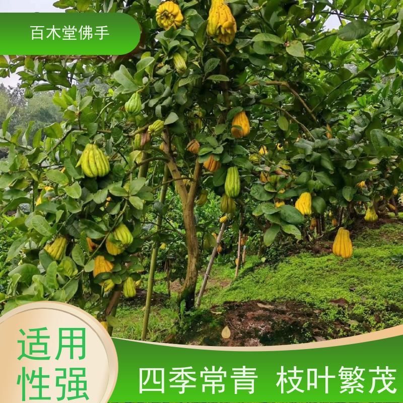 百木堂 仁 寿佛手苗 树形丰富 成活率高 园林景区栽植
