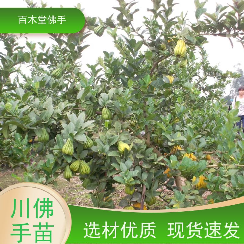 百木堂 均 连佛手苗 树形丰富 成活率高 城市景观绿化树 