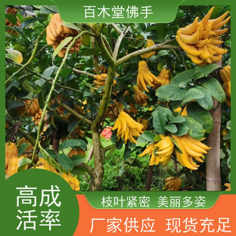 百木堂 遂 宁佛手苗 观赏植物 附加值高 生长迅速