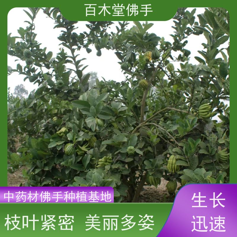 百木堂 巴 中佛手苗 高成活率 较耐干旱 生长迅速