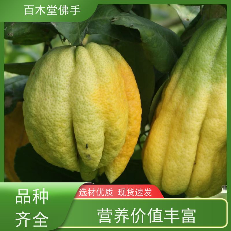 百木堂 南 充佛手苗 道路绿化行道苗 中药材种植基地 