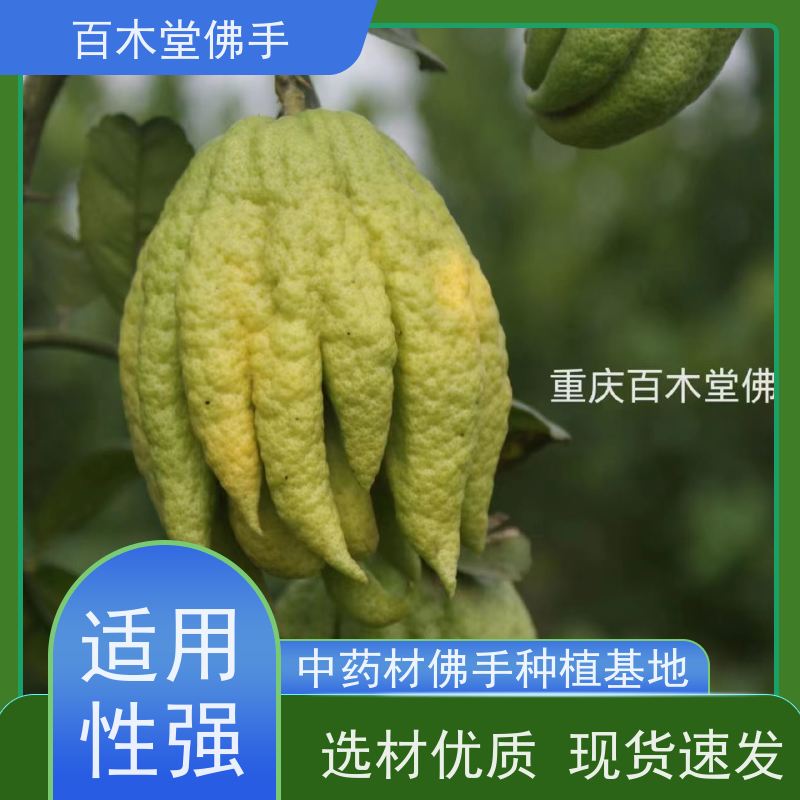 百木堂 川佛手苗 树形丰富 成活率高 中药材种植基地 