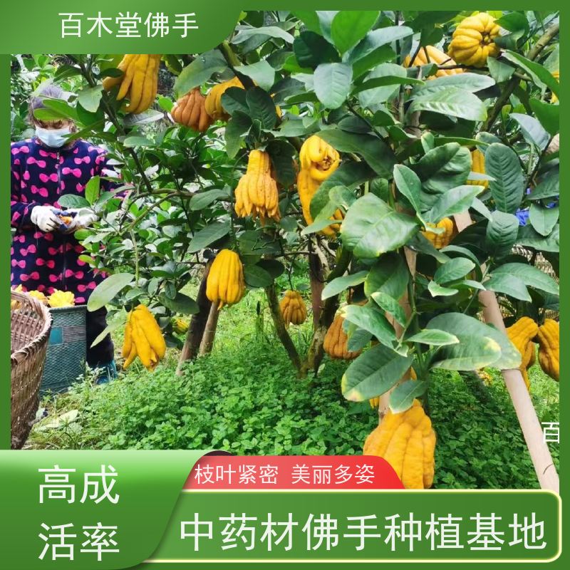 百木堂 内 江佛手苗 枝叶紧密 美丽多姿 种苗基地直供 