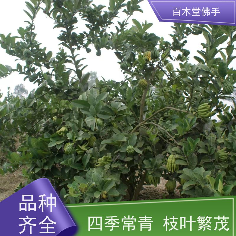 百木堂 自 贡佛手苗 造型优美 易成活 种苗基地直供 