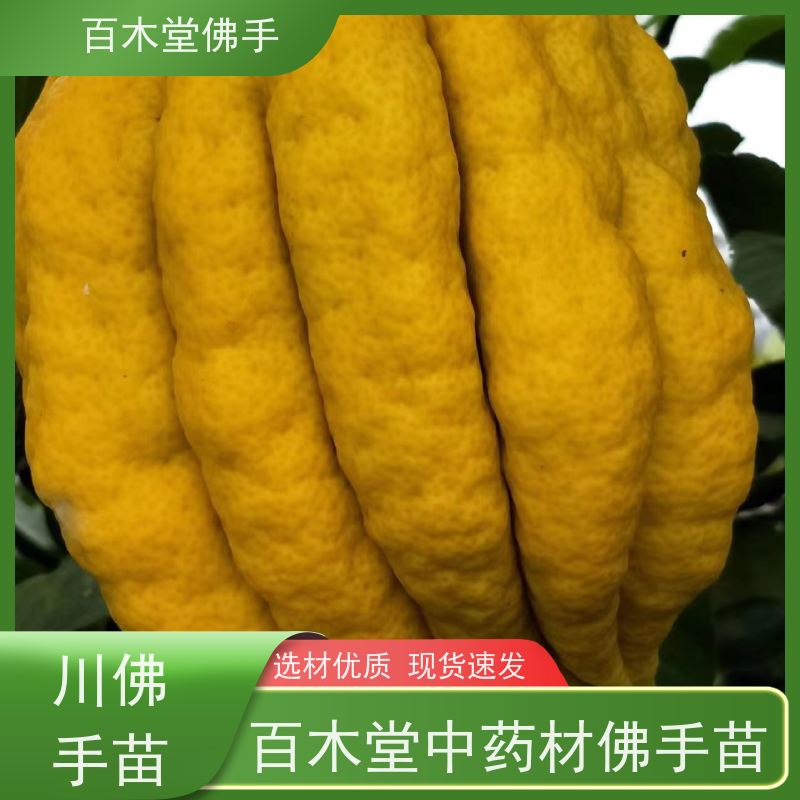 百木堂 川佛手苗 生长环境适应性强 中药材种植基地 