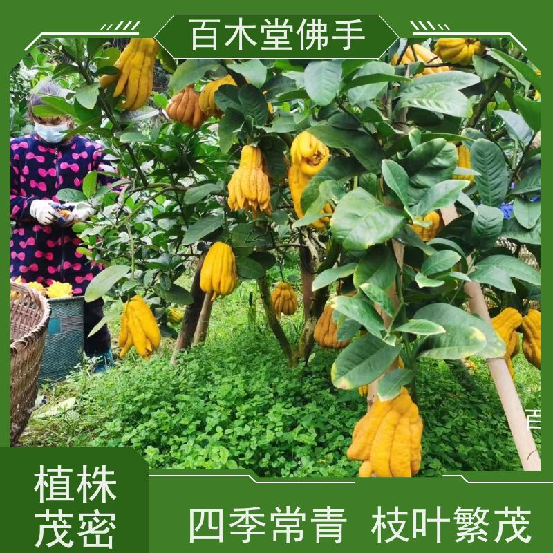 百木堂 广 安佛手苗 高成活率 较耐干旱 生长迅速