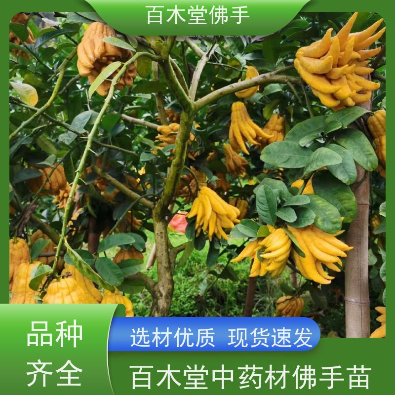 百木堂 沪 州佛手苗 高成活率 较耐干旱 种苗基地直供 