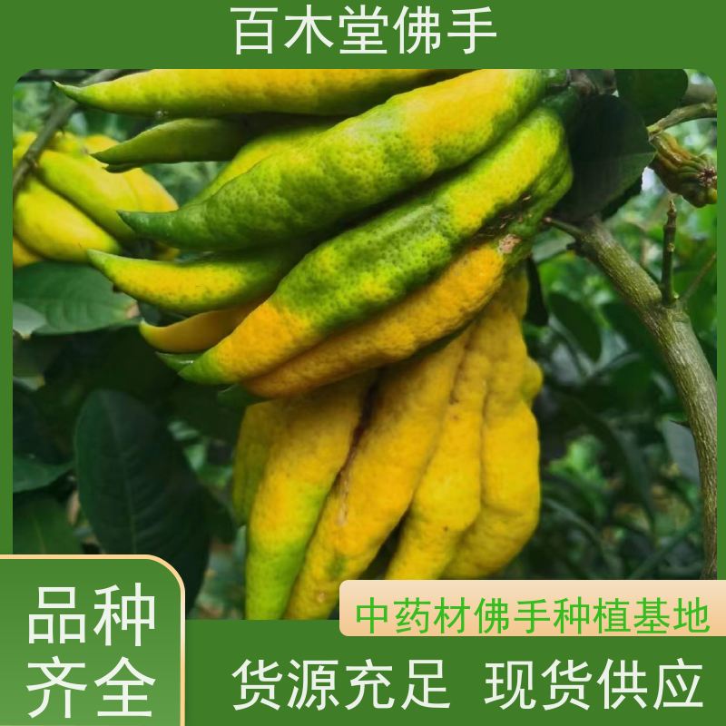 百木堂 宜 宾佛手苗 生长环境适应性强 品种齐全