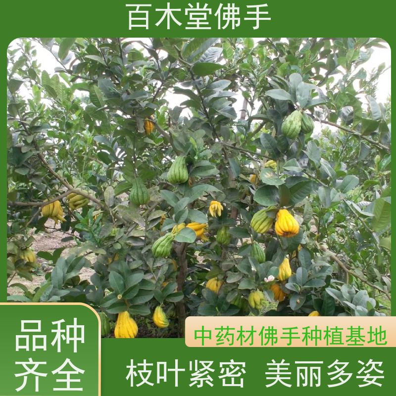 百木堂 佛手苗种植 观赏植物 附加值高 生长迅速