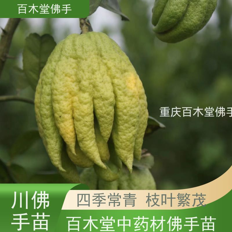 百木堂 綦 江佛手苗 枝叶紧密 美丽多姿 中药材种植基地 