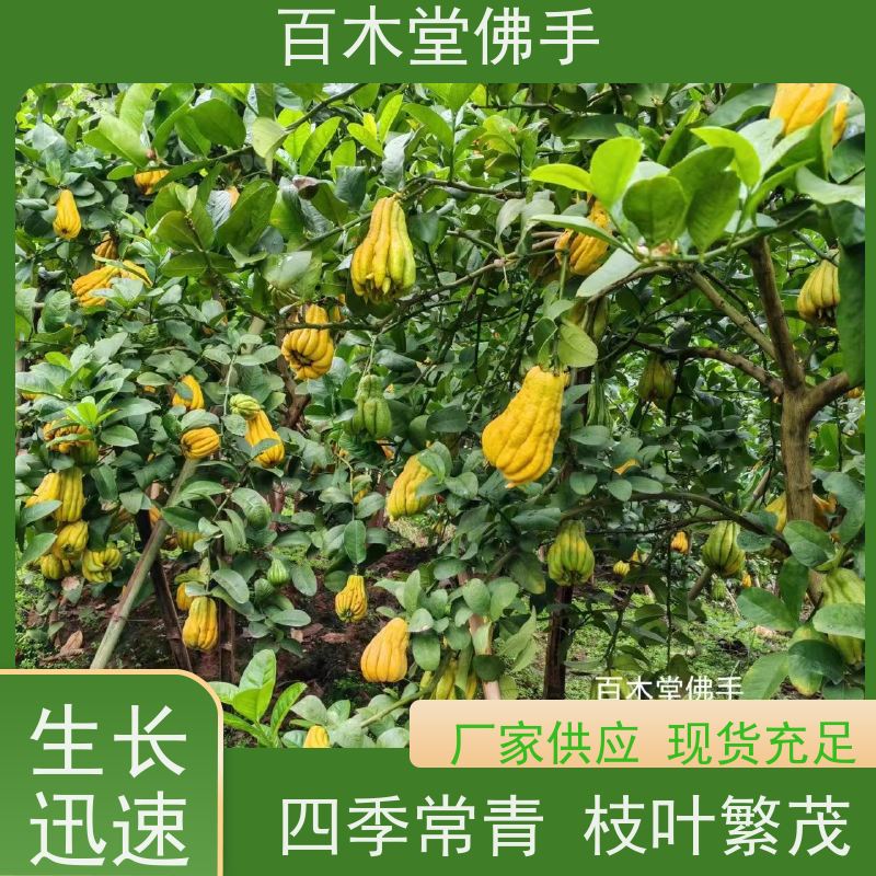 百木堂 安 州佛手苗 造型优美 易成活 园林景区栽植