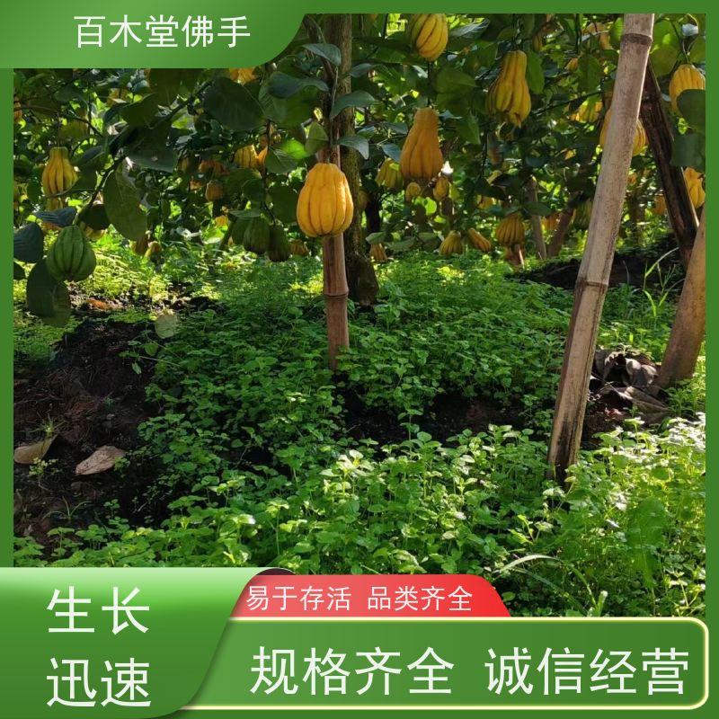 百木堂 石 棉佛手苗 植株茂密 生长迅速 道路绿化行道苗