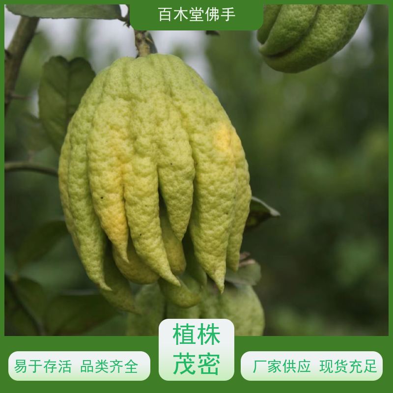 百木堂 宜 宾佛手苗 生长环境适应性强 植株茂密