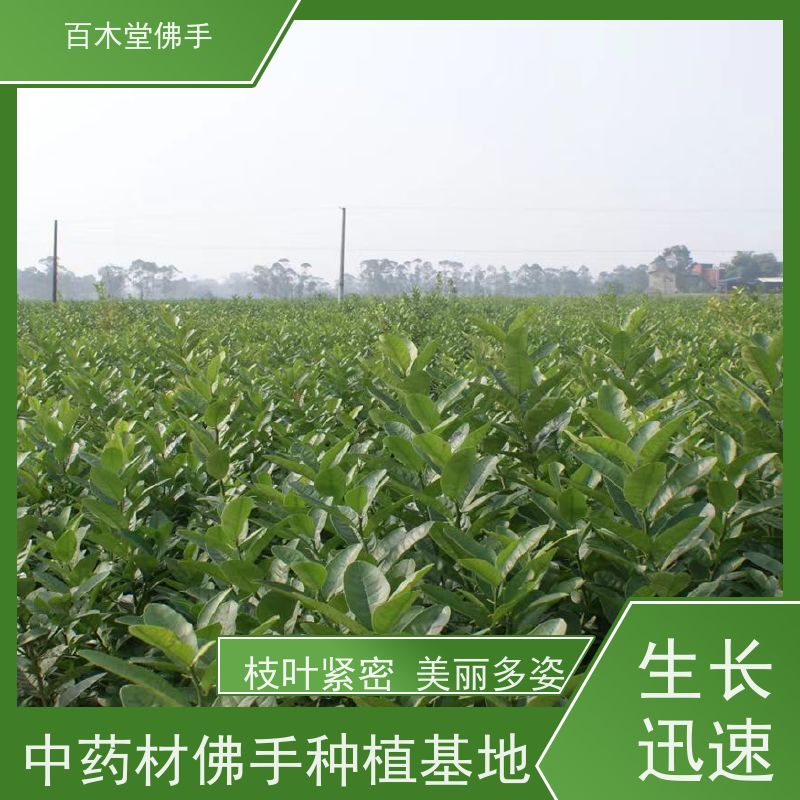 百木堂 綦 江佛手苗 城市景观绿化树 种苗基地直供 