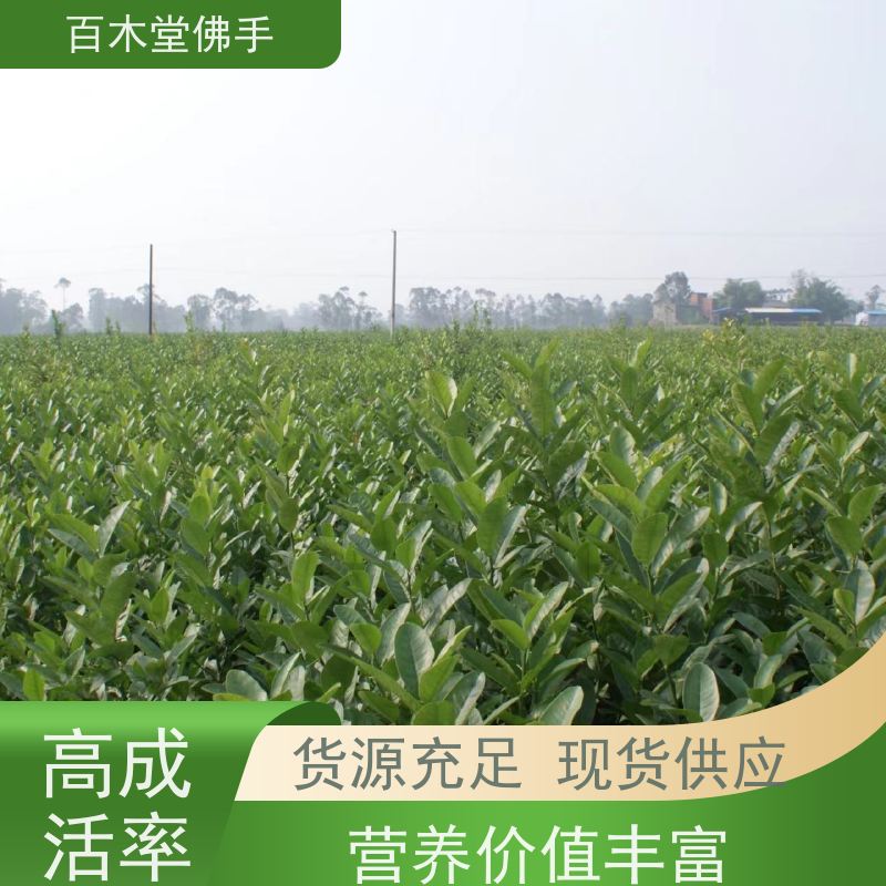 百木堂 成 都佛手苗 枝叶紧密 美丽多姿 园林景区栽植