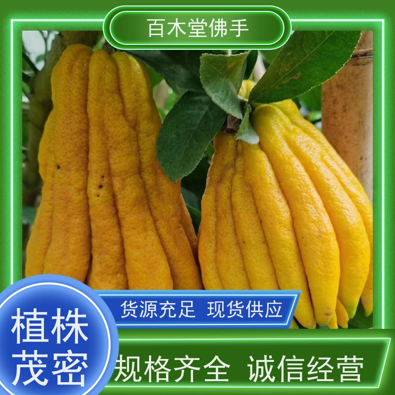 百木堂 眉 山佛手苗 树形丰富 成活率高 城市景观绿化树 