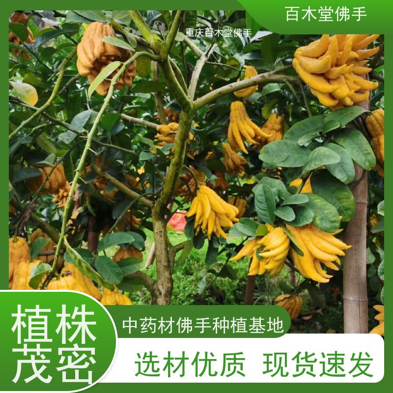 百木堂 犍 为佛手苗 道路绿化行道苗 种苗基地直供 