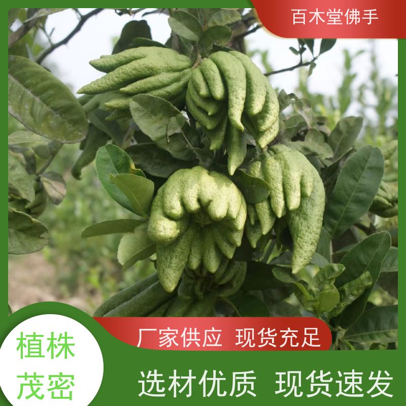 百木堂 福 建佛手苗 枝叶紧密 美丽多姿 中药材种植基地 