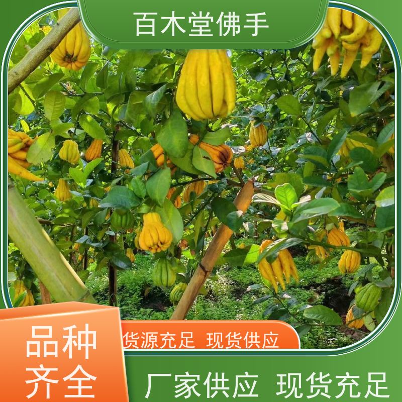 百木堂 万 源佛手苗 观赏植物 附加值高 种苗基地直供