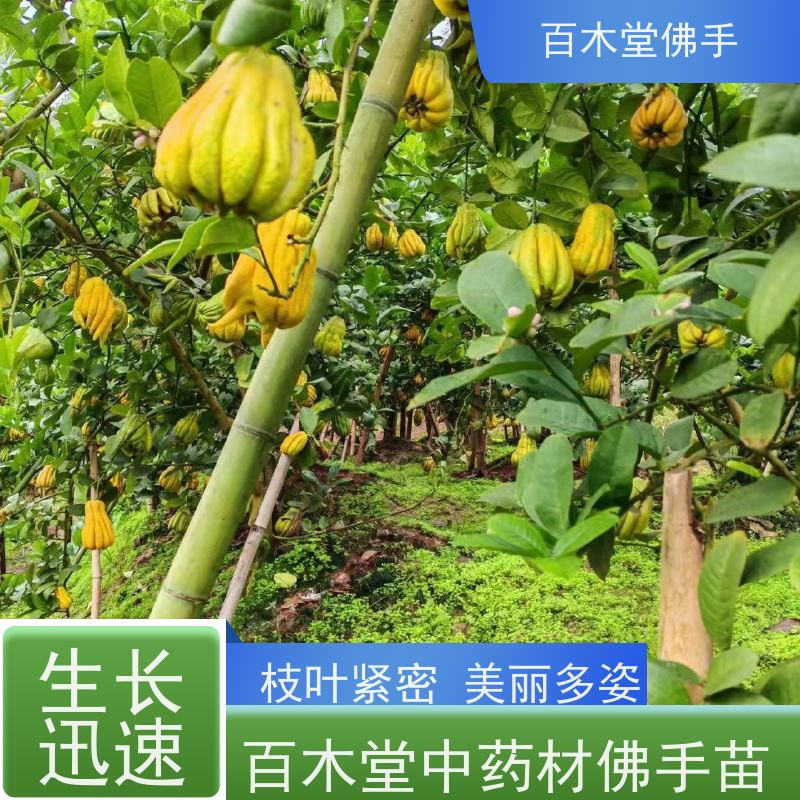 百木堂 永 春佛手苗 生长环境适应性强 园林景区栽植