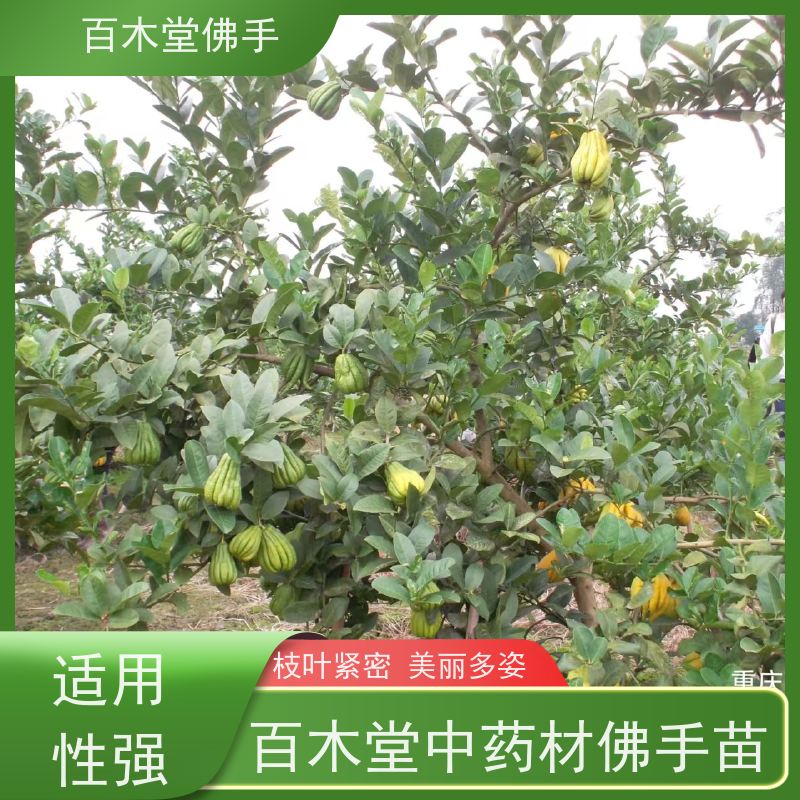 百木堂 高 坪佛手苗 枝叶紧密 美丽多姿 道路绿化行道苗