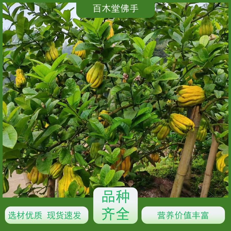 百木堂 广 西佛手苗 高成活率 较耐干旱 道路绿化行道苗