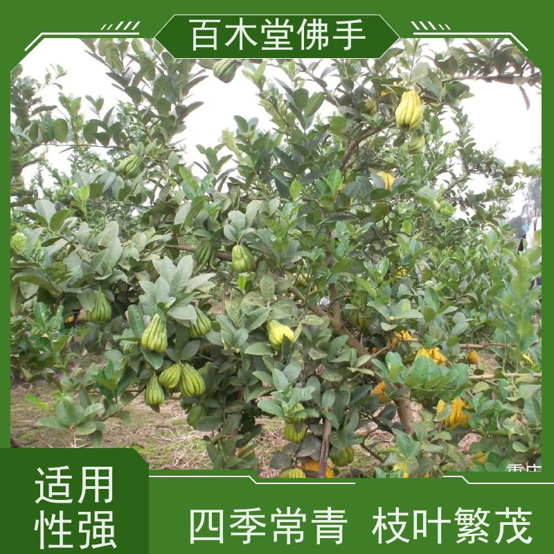 百木堂 安 州佛手苗 观赏植物 附加值高 城市景观绿化树 