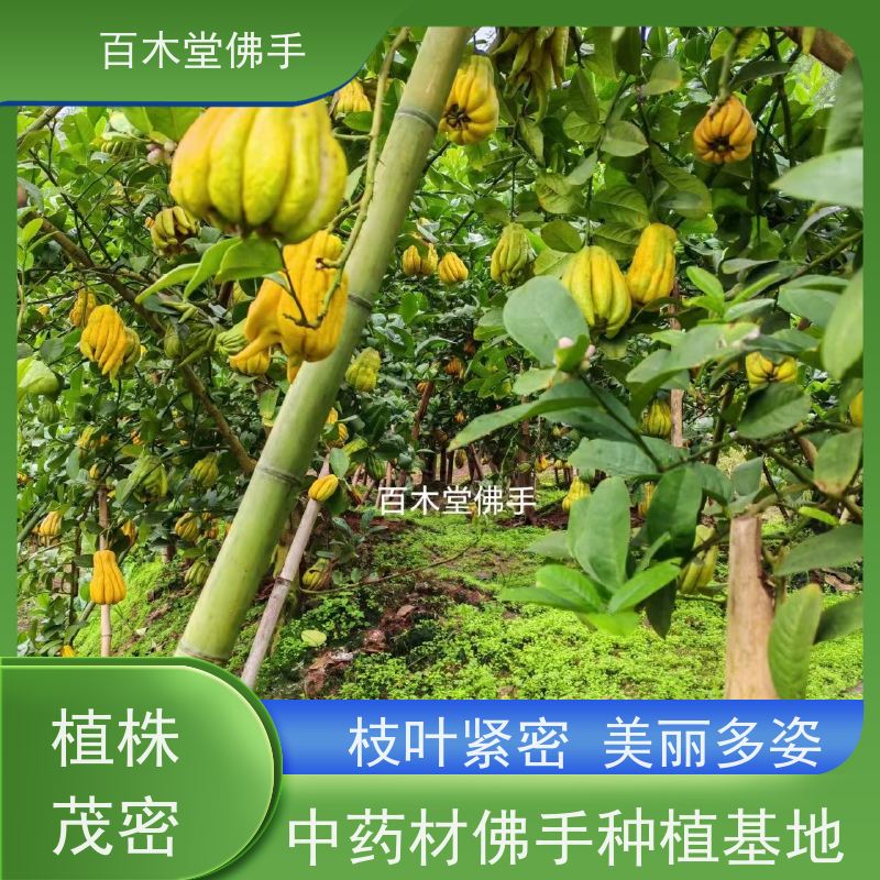 百木堂 福 建佛手苗 造型优美 易成活 城市景观绿化树 