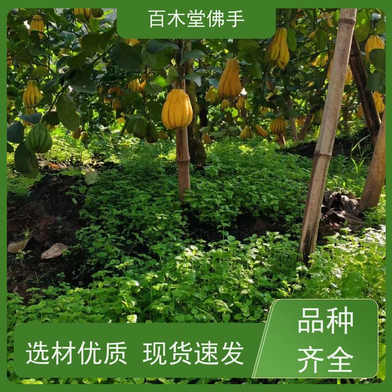 百木堂 川佛手苗 造型优美 易成活 中药材种植基地 