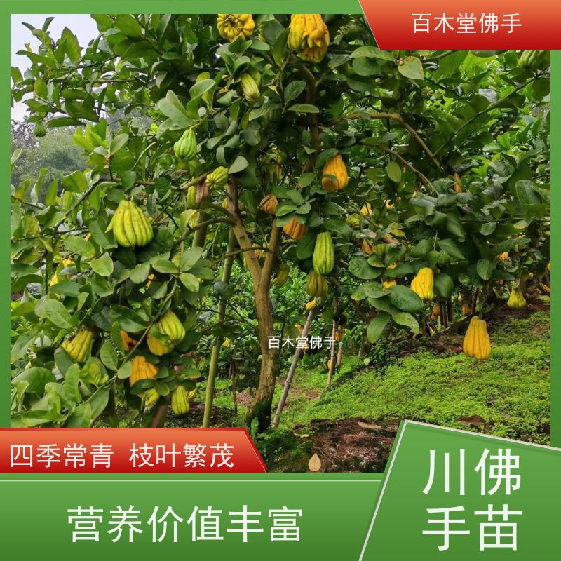 百木堂 金佛手苗 适用性强 规格齐全 种苗基地直供