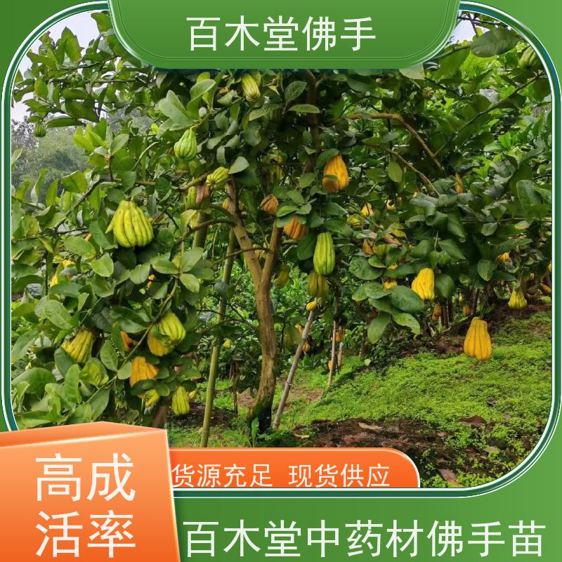百木堂 高 县佛手苗 观赏植物 附加值高 城市景观绿化树 