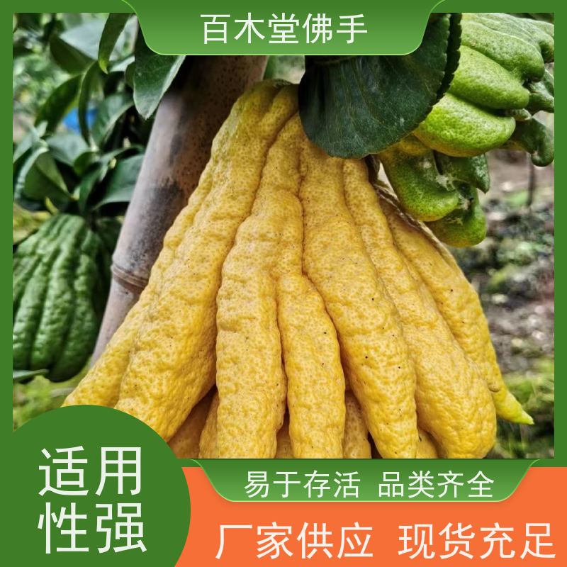百木堂 佛手苗功效 枝叶紧密 美丽多姿 道路绿化行道苗