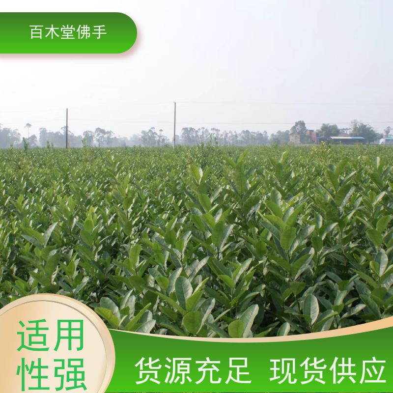 百木堂 安 州佛手苗 枝叶紧密 美丽多姿 中药材种植基地 