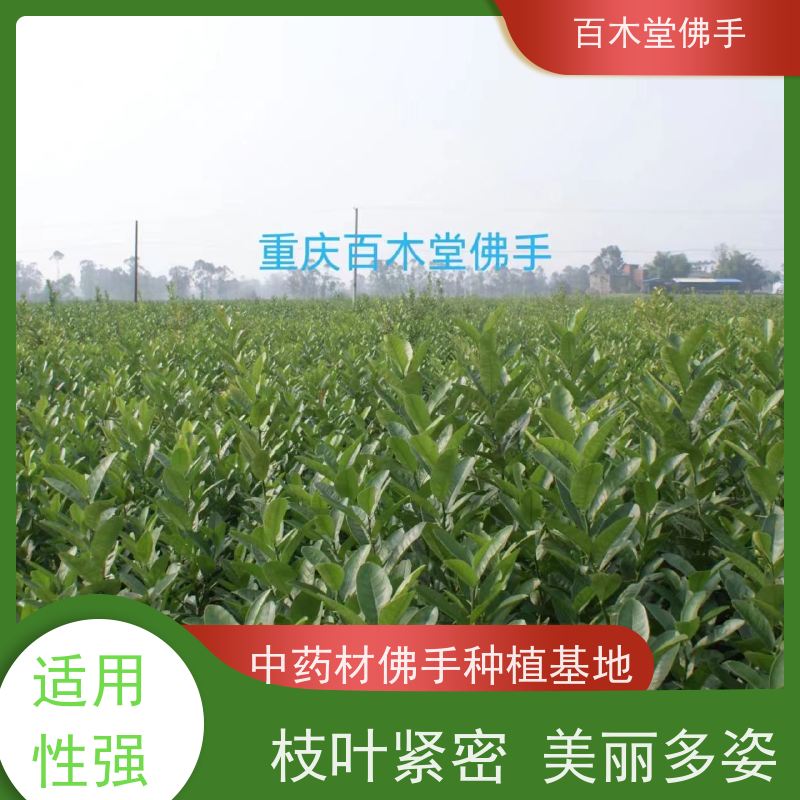 百木堂 四川佛手苗 枝叶紧密 美丽多姿 种苗基地直供