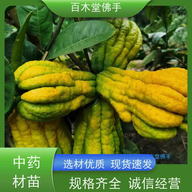 百木堂 佛手几年结果 植株茂密 生长迅速 中药材种植基地 