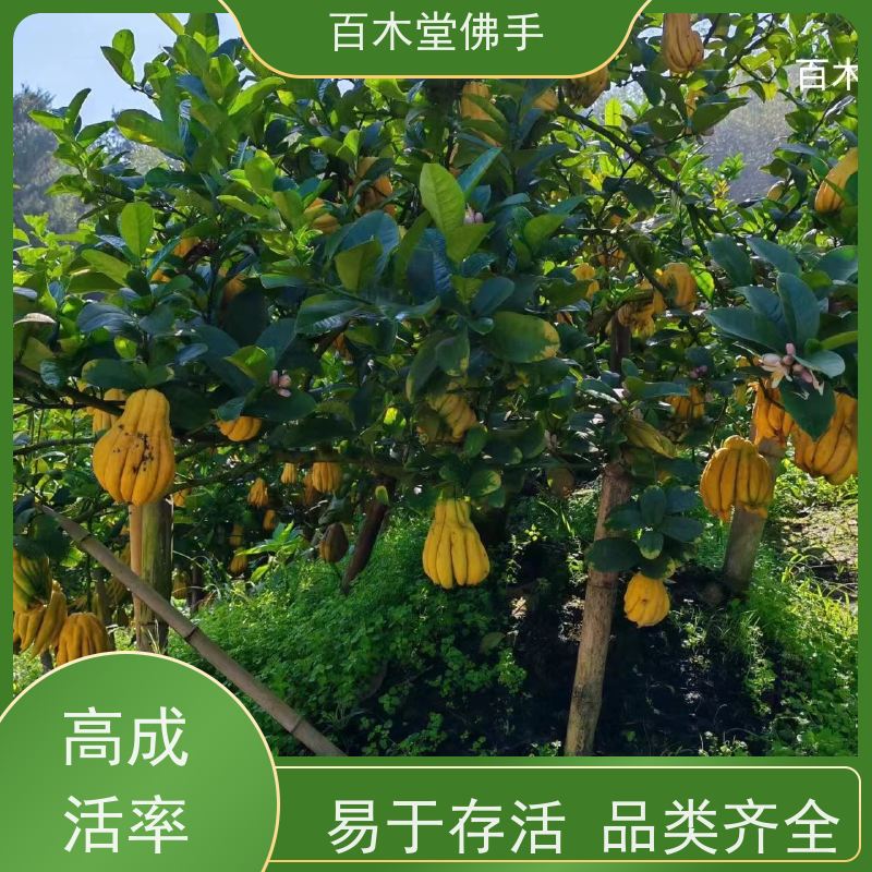 百木堂 佛手柑 树形丰富 成活率高 园林景区栽植